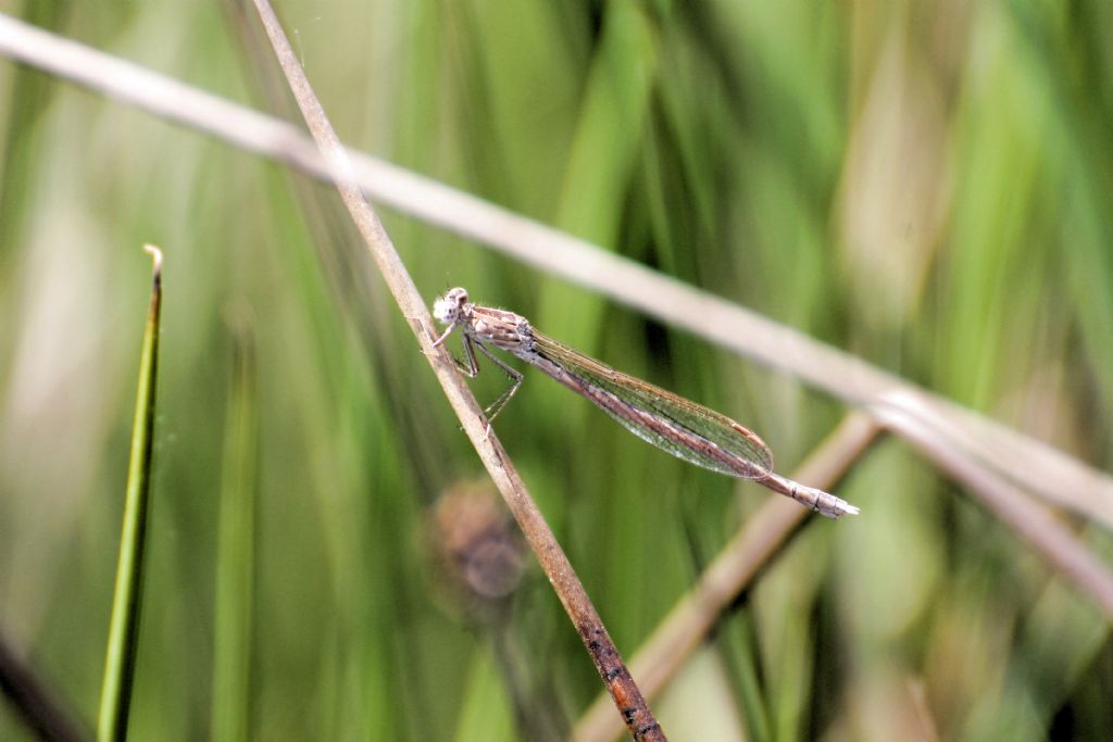 Sympecma paedisca femmina? S !